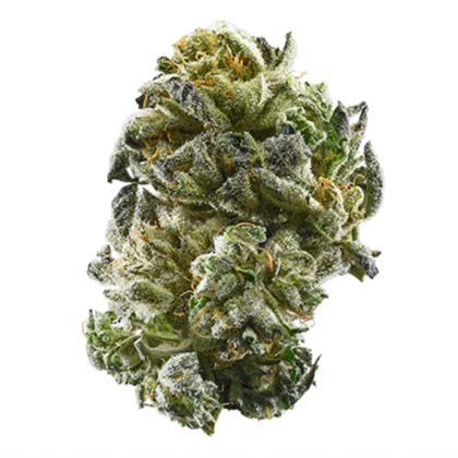 Girl Scout Cookies strain