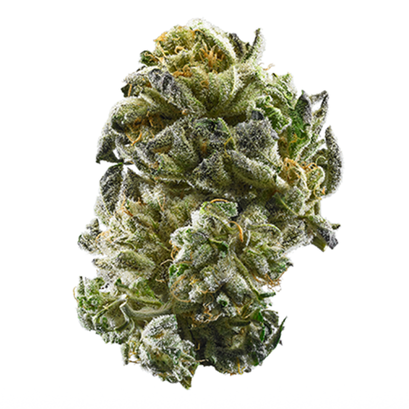 Girl Scout Cookies strain