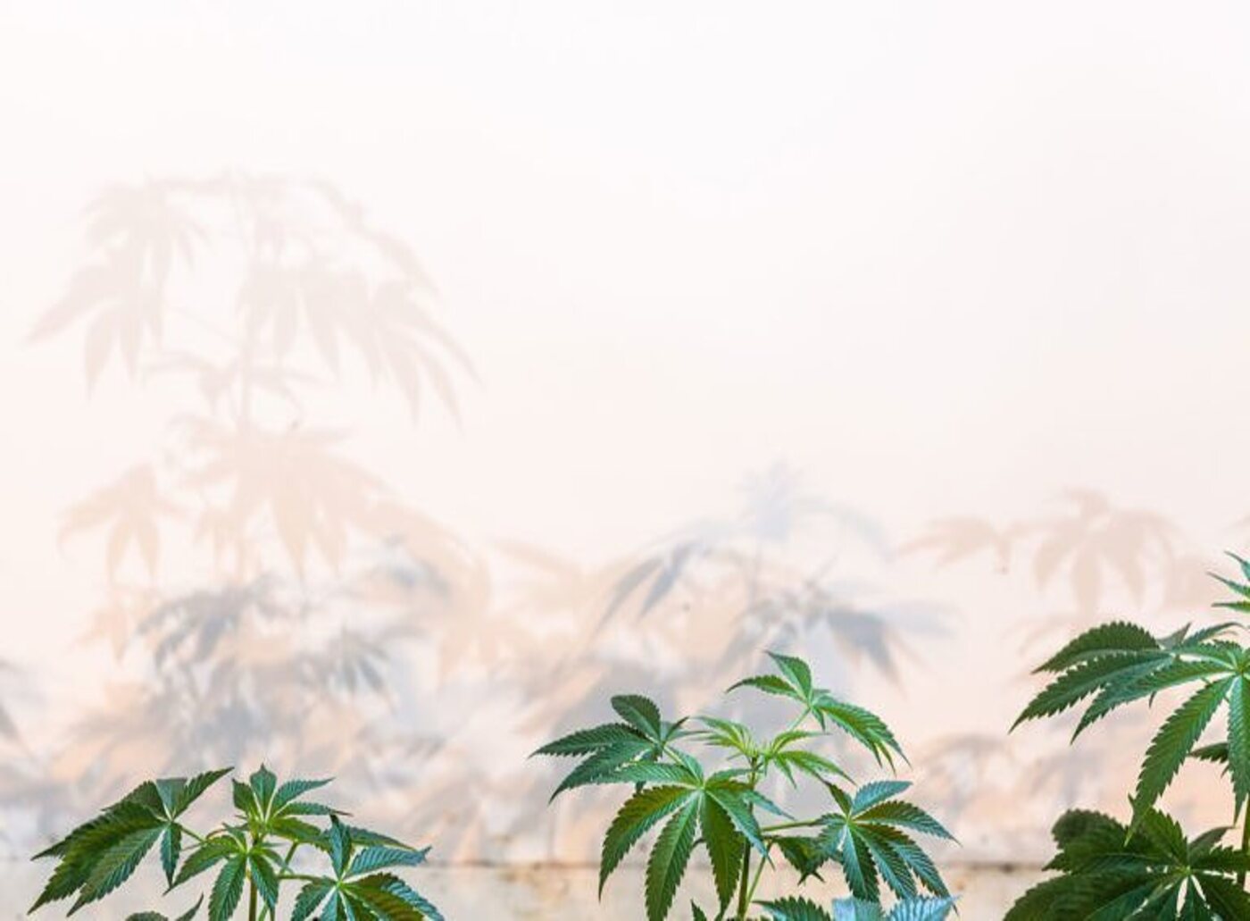 mail order marijuana