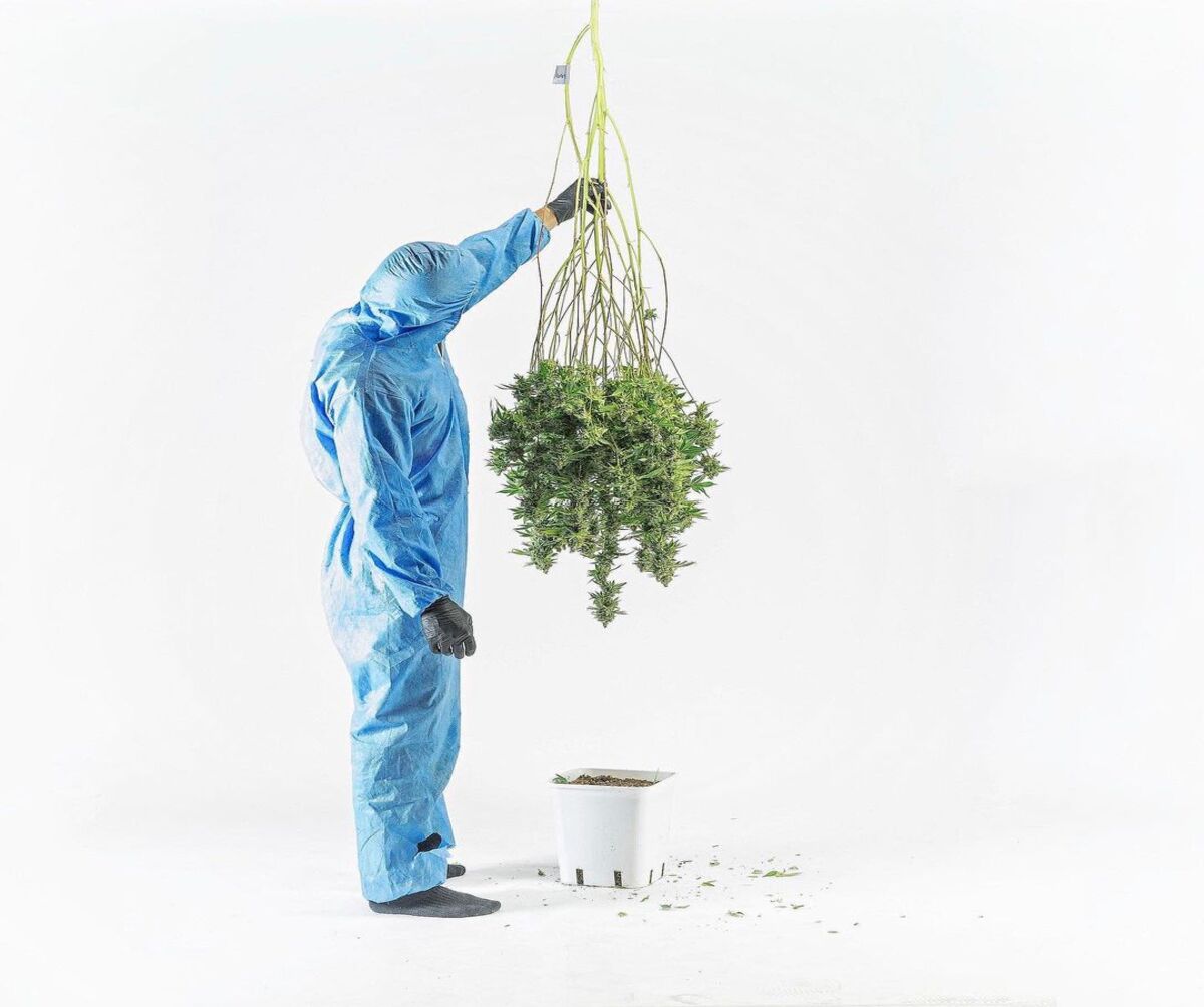 california dispensaries that ship nationwide