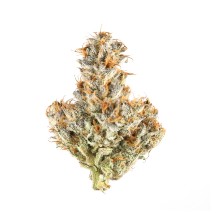 white truffle strain allbud