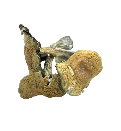 Alacabenzi magic mushrooms