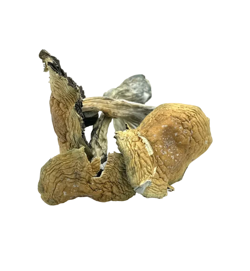 Alacabenzi magic mushrooms