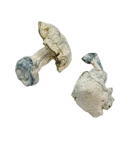 Avery Albino Shrooms