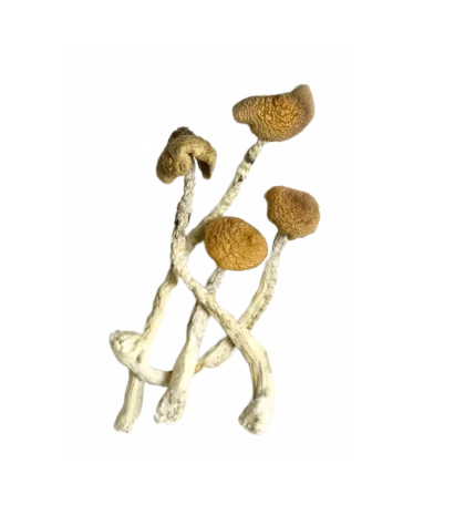 Aztec God magic mushrooms for sale