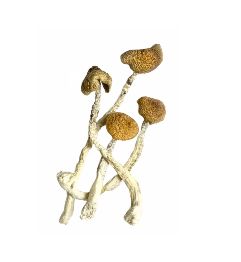 Aztec God magic mushrooms for sale