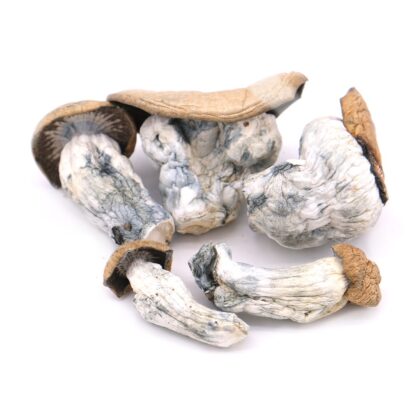ALC Squats Magic Mushrooms