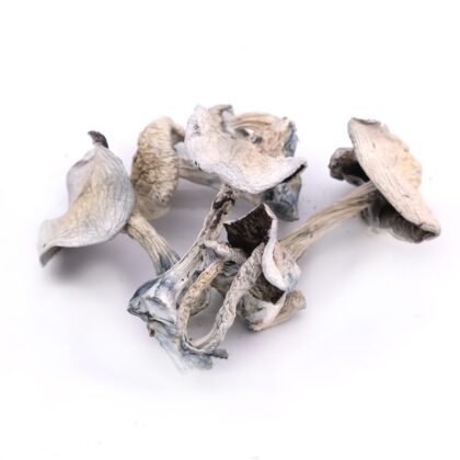 Albino Atlantic Treasure Coast Magic Mushrooms