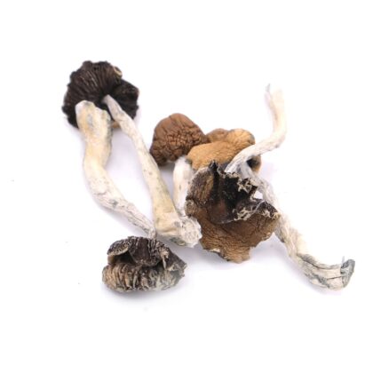 B+ Magic Mushrooms
