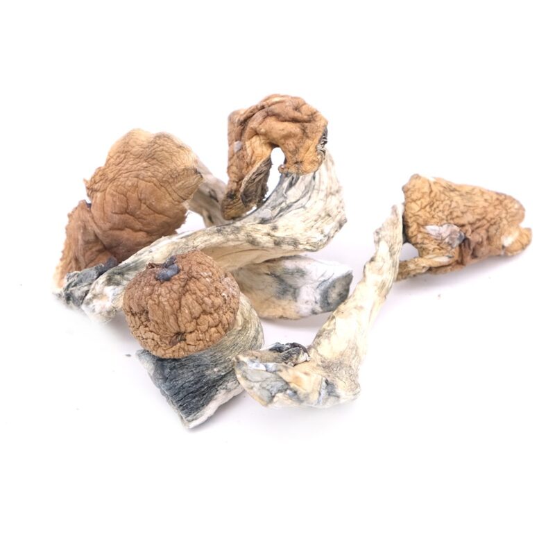 Cambodian Magic Mushrooms