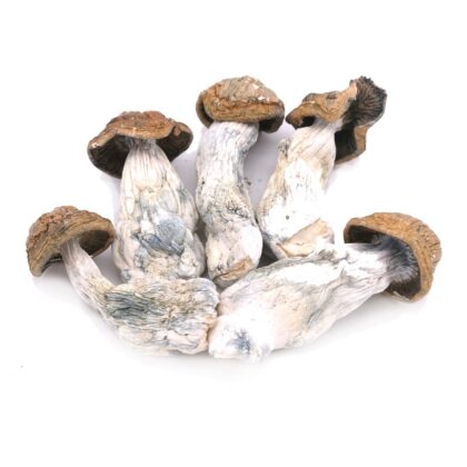 Code Blue Magic Mushrooms