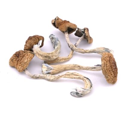 Buy Magic Mushroom