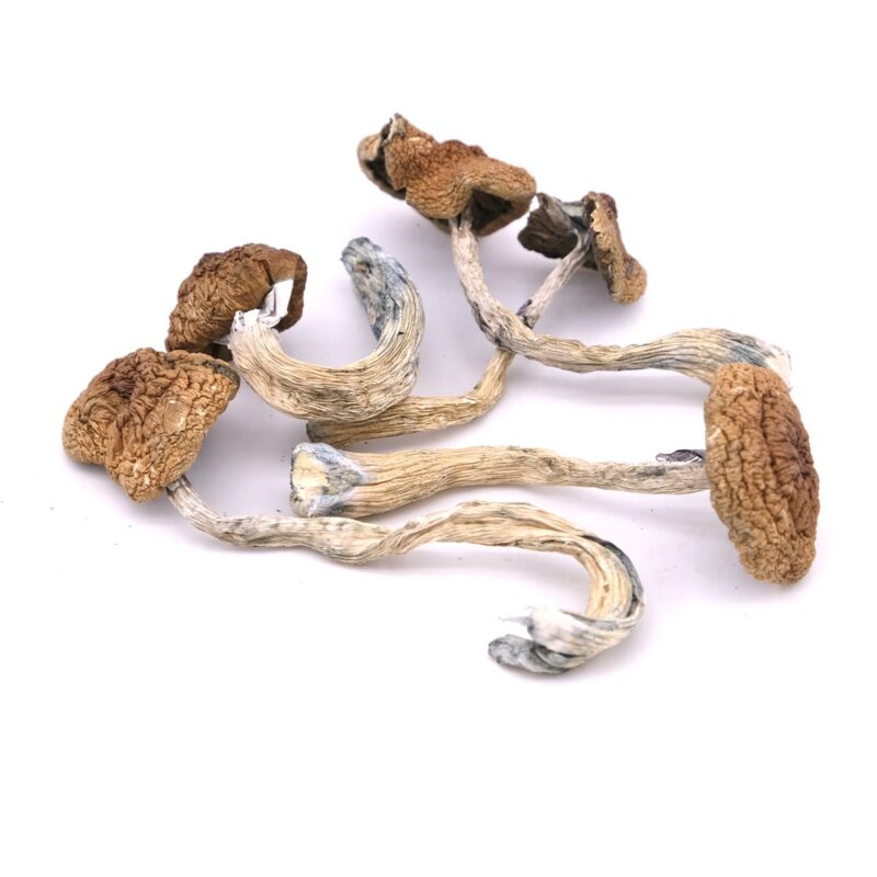 Buy Magic Mushroom