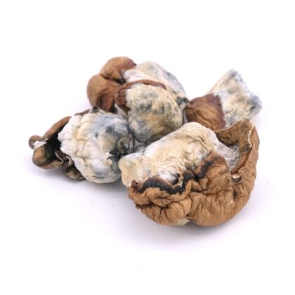 Dino Eggs Magic Mushrooms