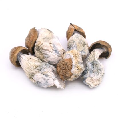 Gold Members Magic Mushrooms