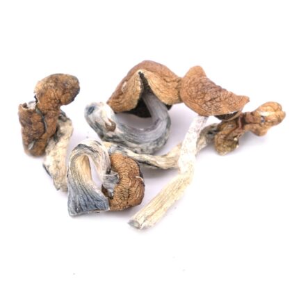 Golden Teacher Dried Magic Mushrooms