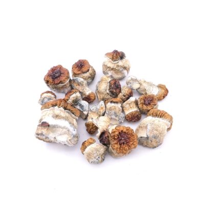 Buy Magic Mushroom
