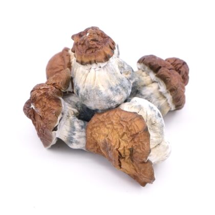 King Kong Magic Mushrooms