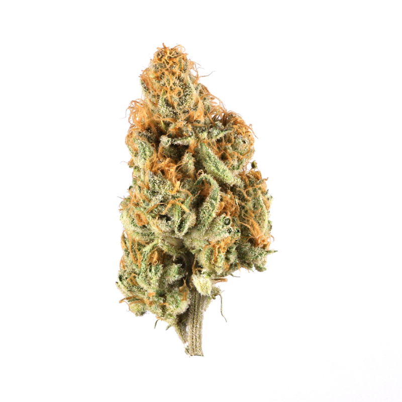 Larry Bird Strain