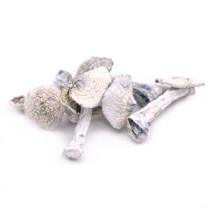 Leucistic Jedi Mind Fuck Magic Mushrooms
