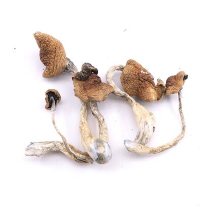 Malabar Magic Mushrooms