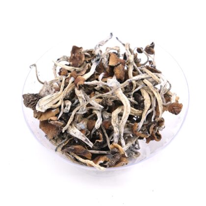 Mazatapec Magic Mushrooms