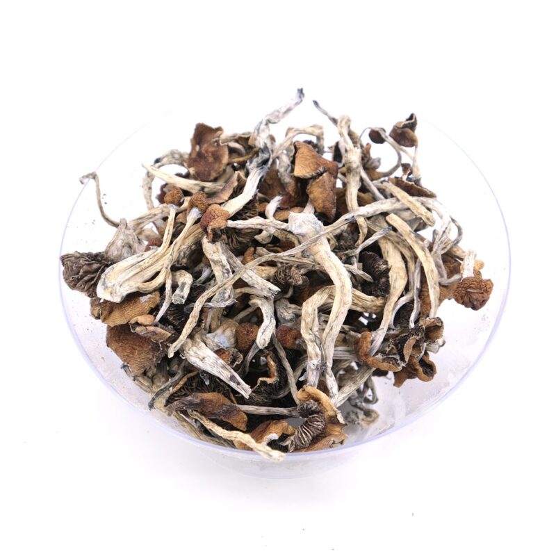 Mazatapec Magic Mushrooms
