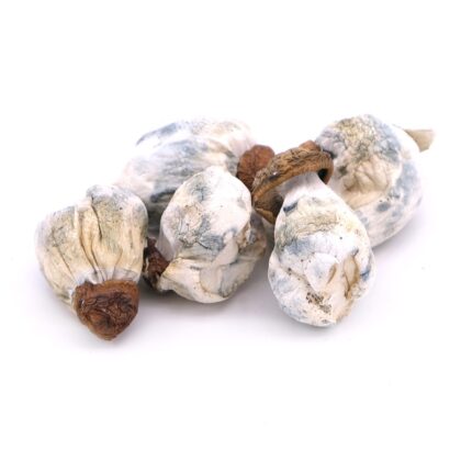 Melmac Penis Envy Magic Mushrooms