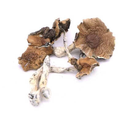 Mexi Magic Mushrooms