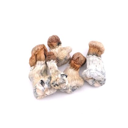 Buy Magic Mushroom