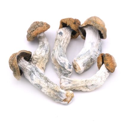 Penis Envy Magic Mushrooms
