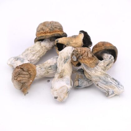 Tidal Wave Magic Mushrooms