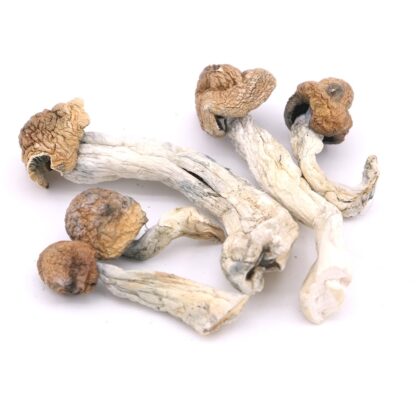 Trinity Magic Mushrooms
