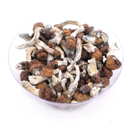 Vietnamese Magic Mushrooms