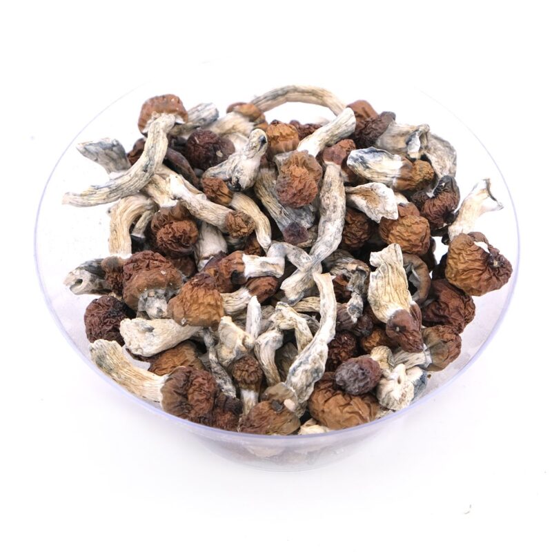 Vietnamese Magic Mushrooms