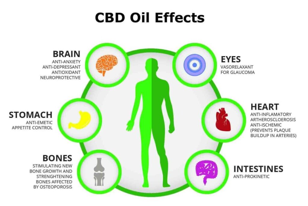 How Buy CBD Oil and THC Work in the Body