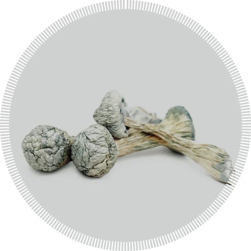 Albino Burma