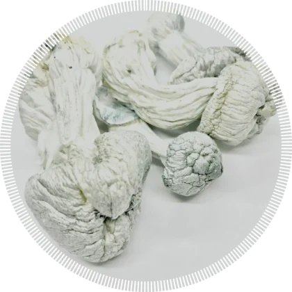 buy magic mushrooms online