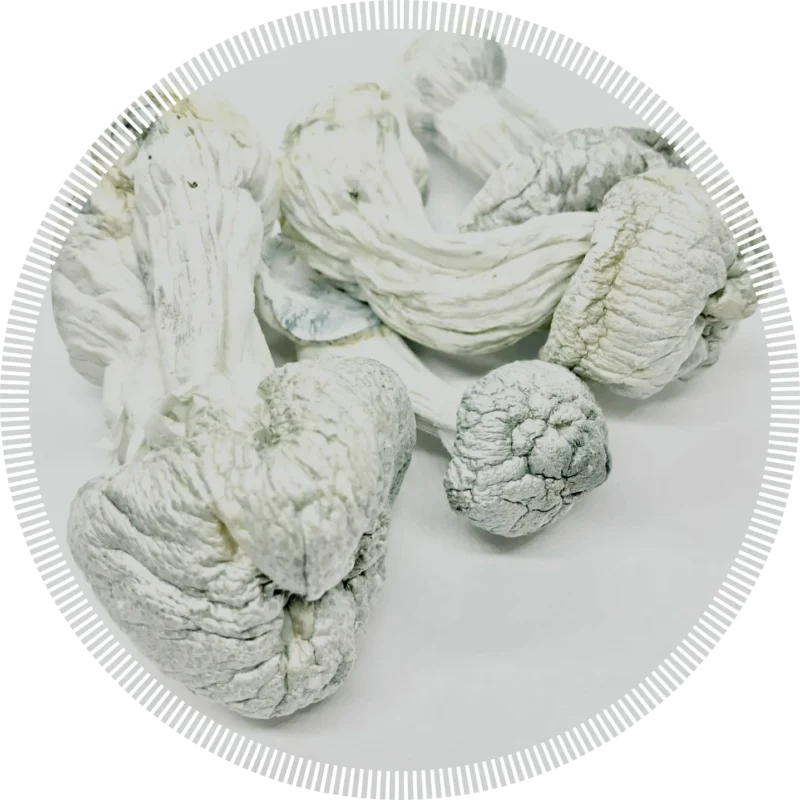 buy magic mushrooms online