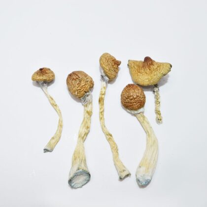 Blue Meanies Magic Mushroom