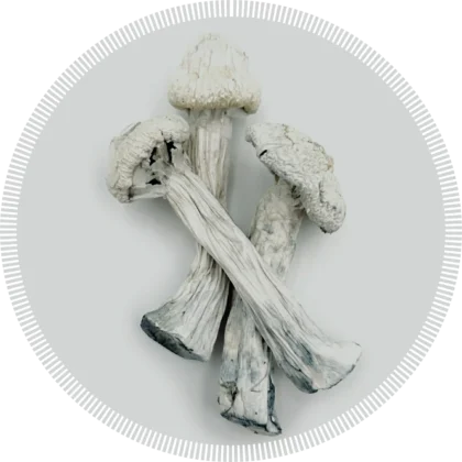buy magic mushrooms online
