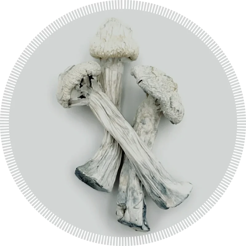 buy magic mushrooms online