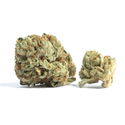 Mataro Blue Strain