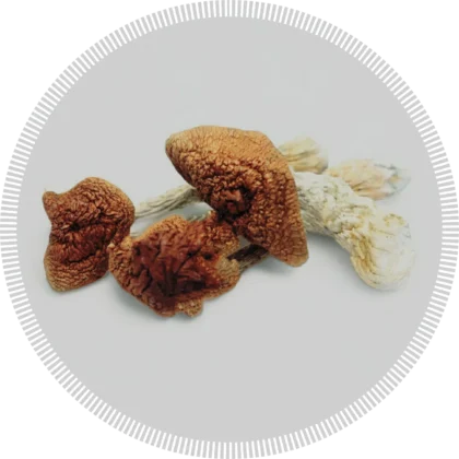 buy magic mushrooms online