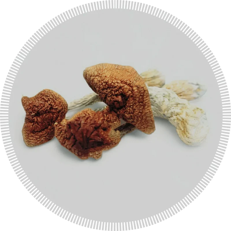buy magic mushrooms online
