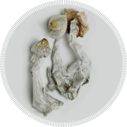 Panaleus Natalensis Magic Mushrooms