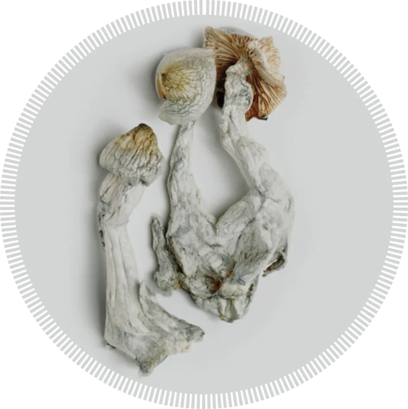 Panaleus Natalensis Magic Mushrooms