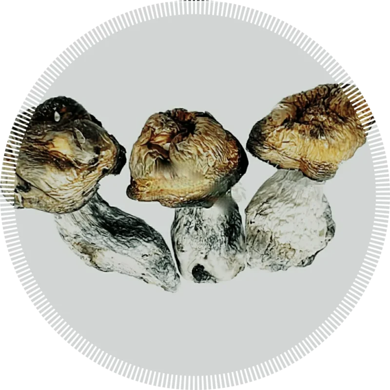 Penis Envy Uncut Magic Mushrooms