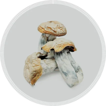 Shakti Magic Mushrooms