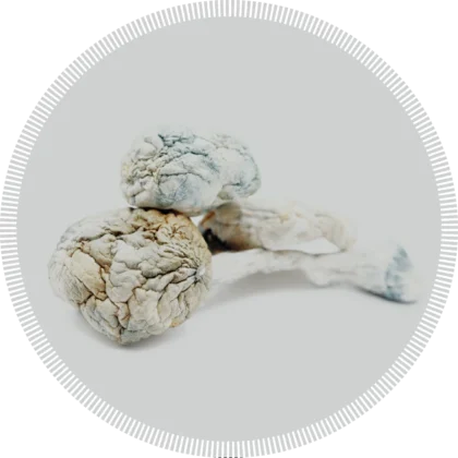 Yellow Umbo Magic Mushrooms